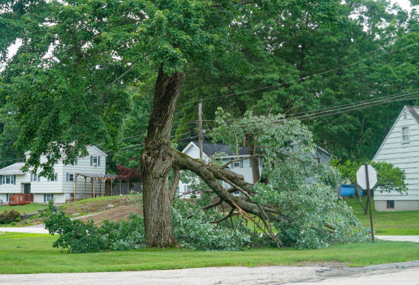 Residential Tree Removal